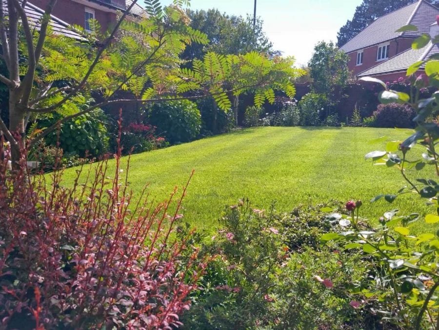 Lawn cutting service and lawn care