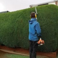 Tree work/felling & Hedge cutting