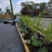 Hedges supplied & planted