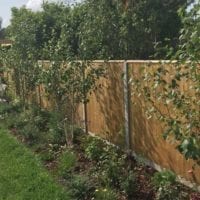 Fencing & Trees